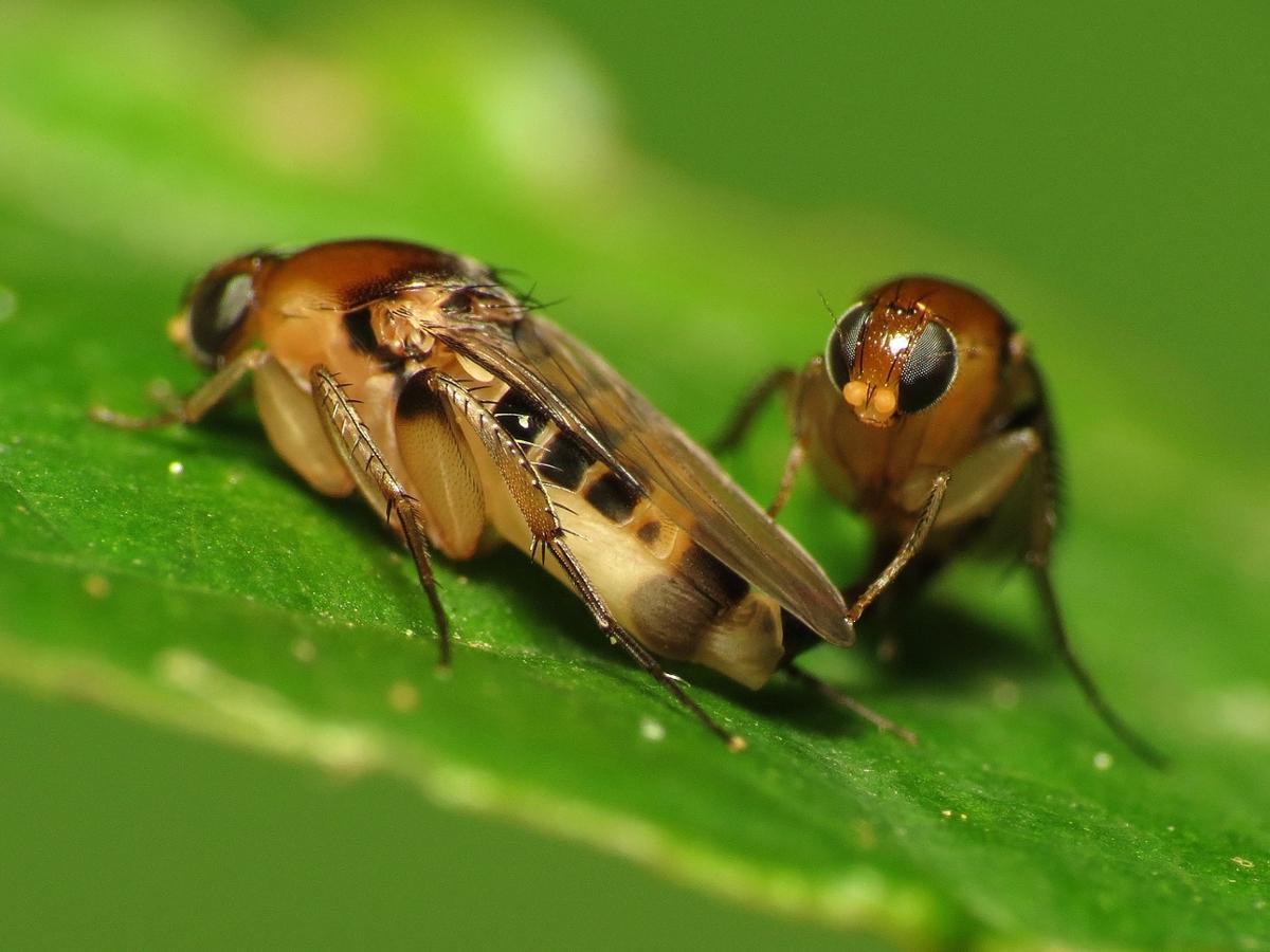 Two tan and brown flies sit on a bright green leaf