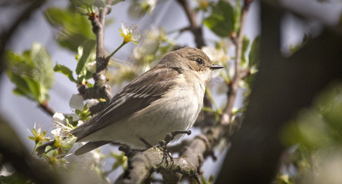 A light brown pied flycatcher bird with white on its chest sits on a branch with white flowers