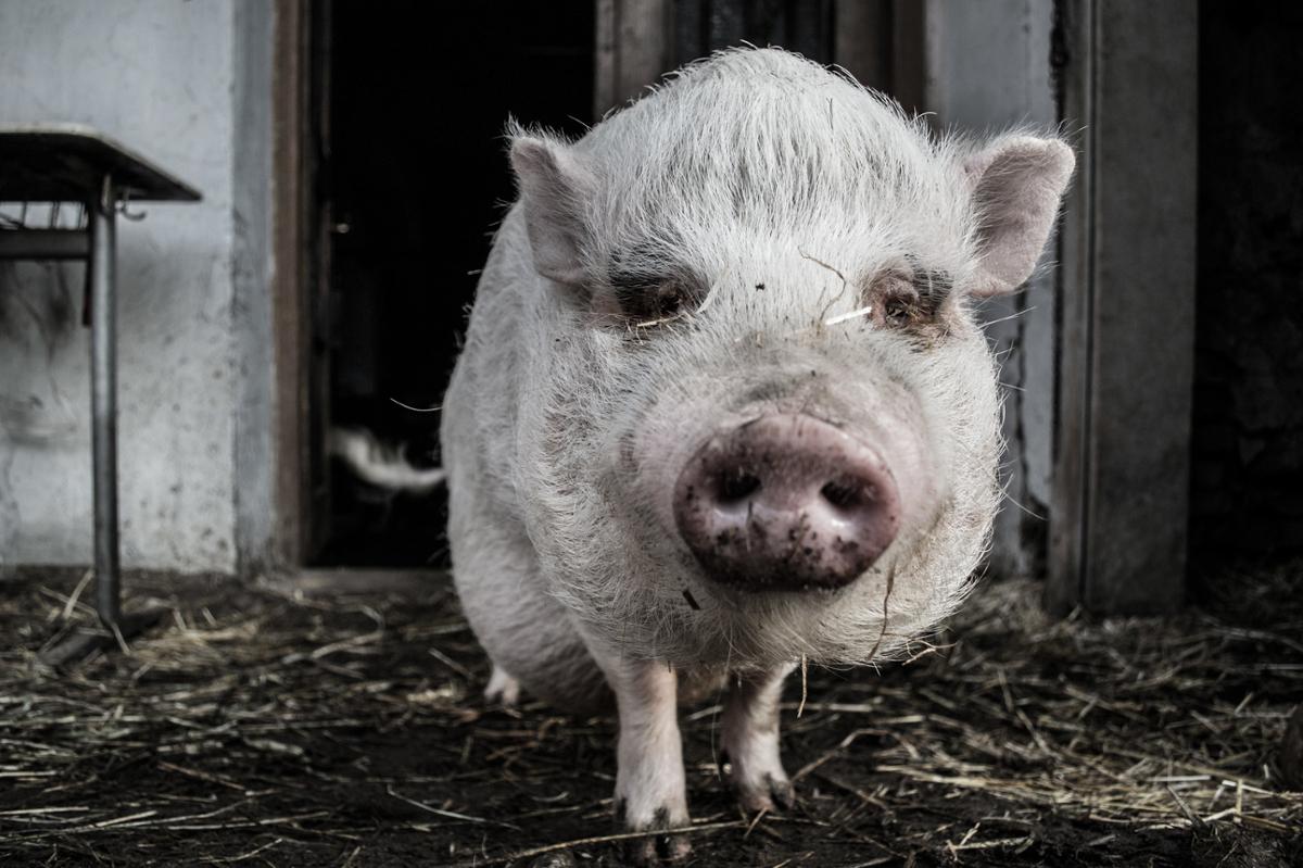A pig with dirt on its nose stands in a muddy pen looking at the camera
