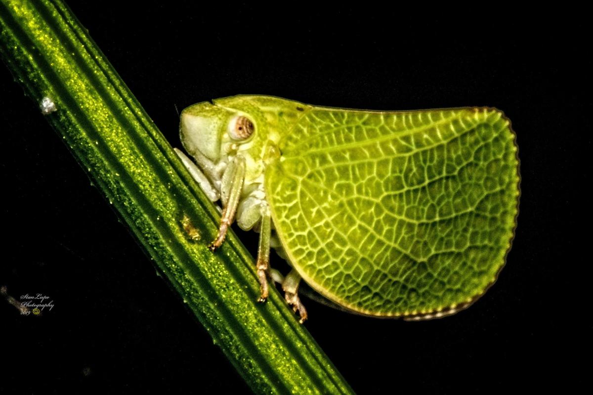 A bright green planthopper sits on a leaf