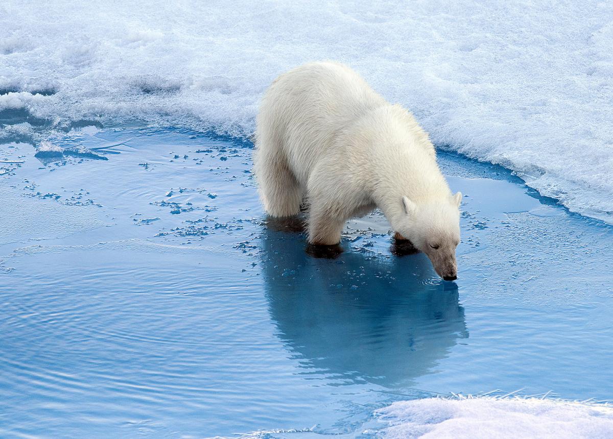 A polar bear standing in icy water, bending down to drink