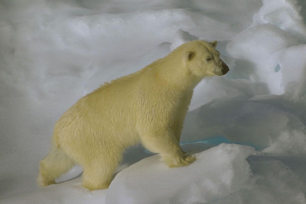 A Polar Bear in the Arctic.