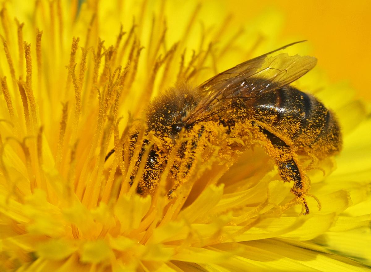 A bee head-first inside a yellow dandelion covered in pollen