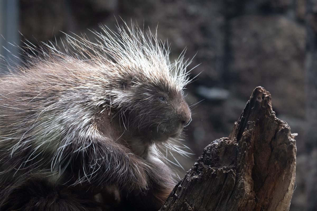 A large brown porcupine with light quills sits in profile next to a branch
