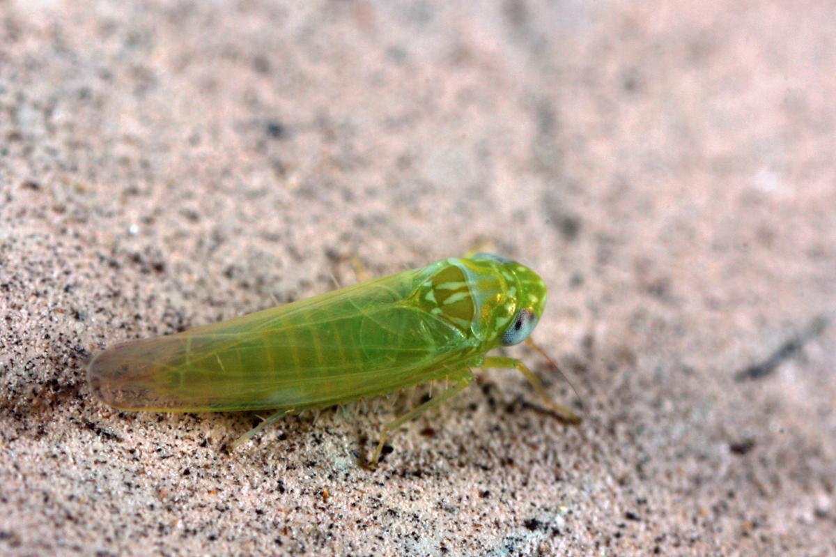 A light green leafhopper on a tan, rocky surface