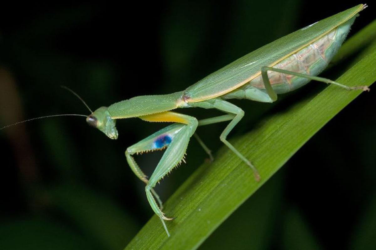 Photo of praying mantis.