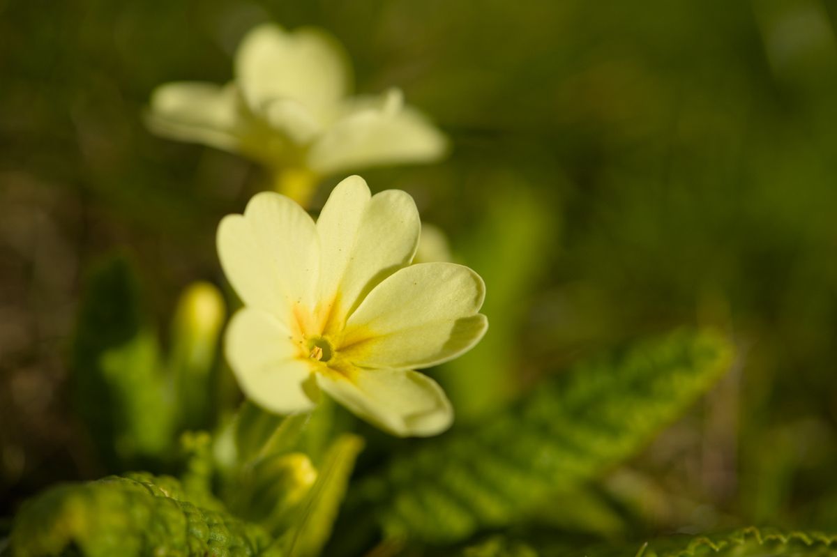 A single primrose with pale yellow petals against greenery