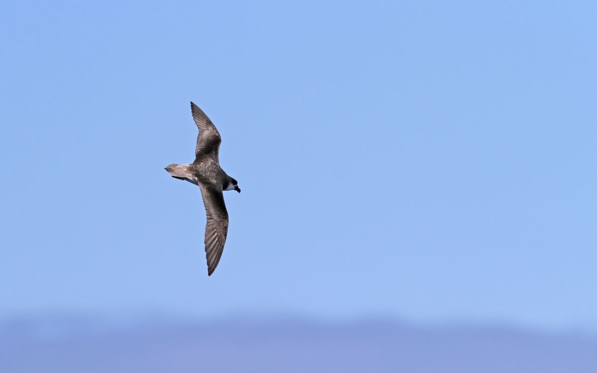 Desertas Petrel (Pterodroma feae deserta)