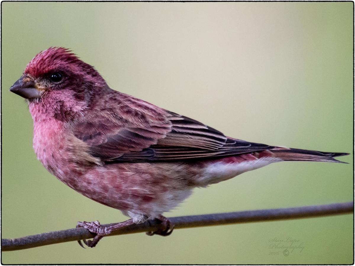 A purple finch sits in profile to the camera on a small branch against a light green background