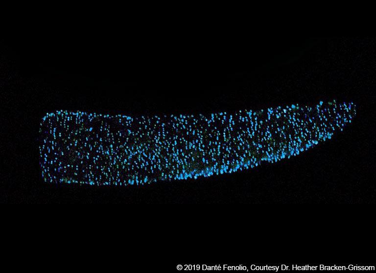 A pyrosome consisting of several small lights in a tube formation in the dark water