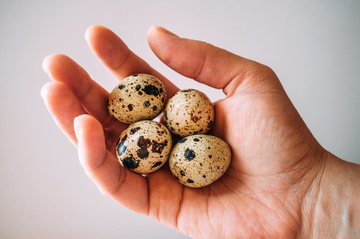 A hand holding four speckled quail eggs against a white background