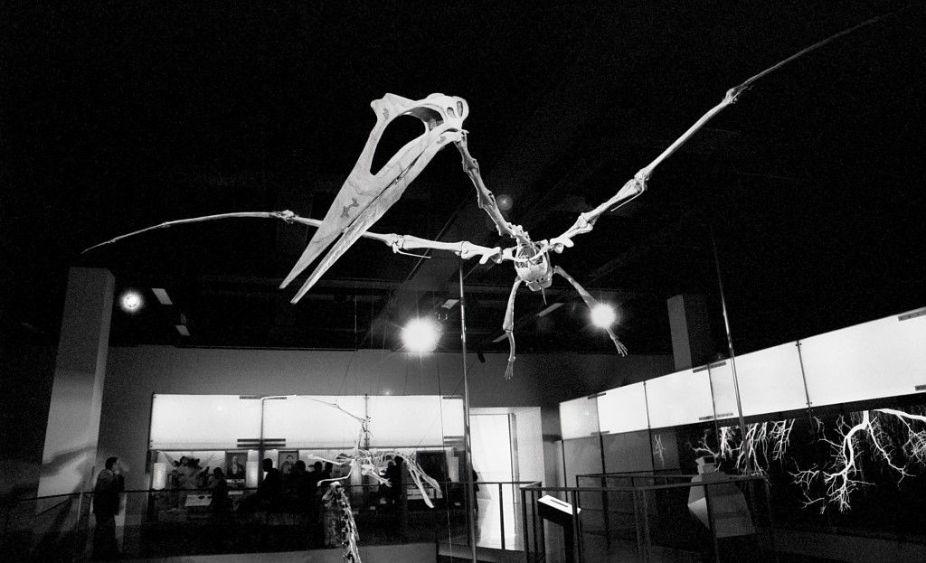 The skeleton of a large pterosaur species hanging in a museum with outstretched wings, taken in black and white