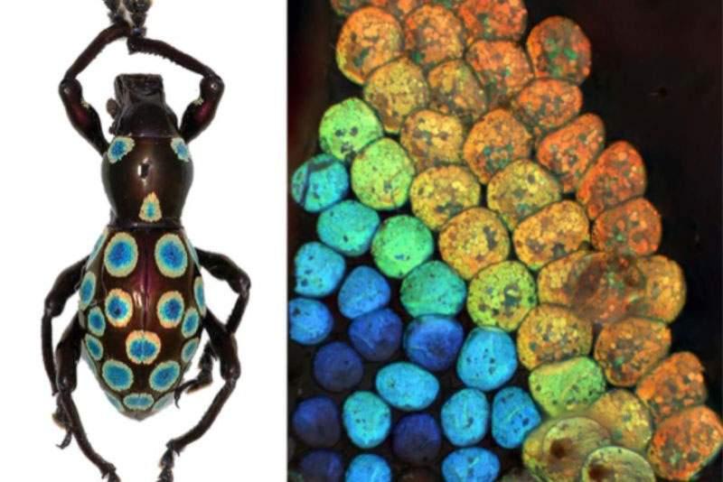 A rainbow weevil with bright spots on the left of the image while the right has closeups of the rainbow chitin material