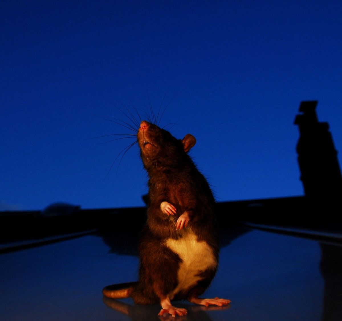 A rat with a white belly standing up against a dark blue sky