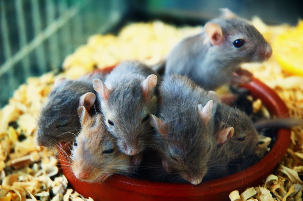 A group of young rats together in a pile, inside a cage with straw
