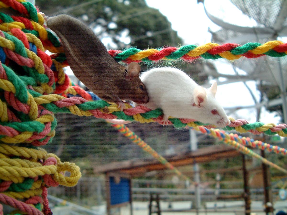 One white and one brown rat play on brightly colored ropes