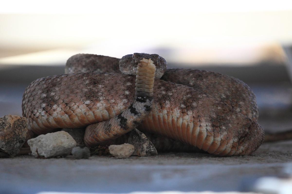A rattlesnake sits coiled with its rattle towards the camera