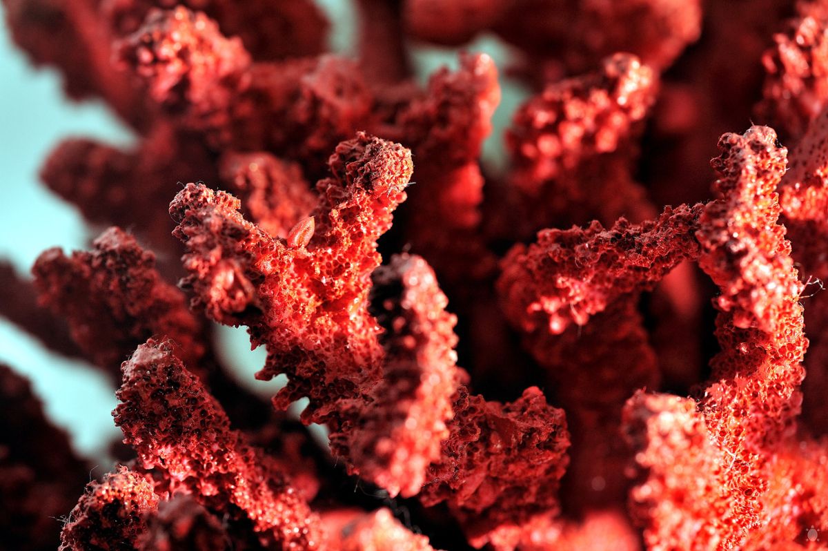 An extreme close up shot of bright red coral
