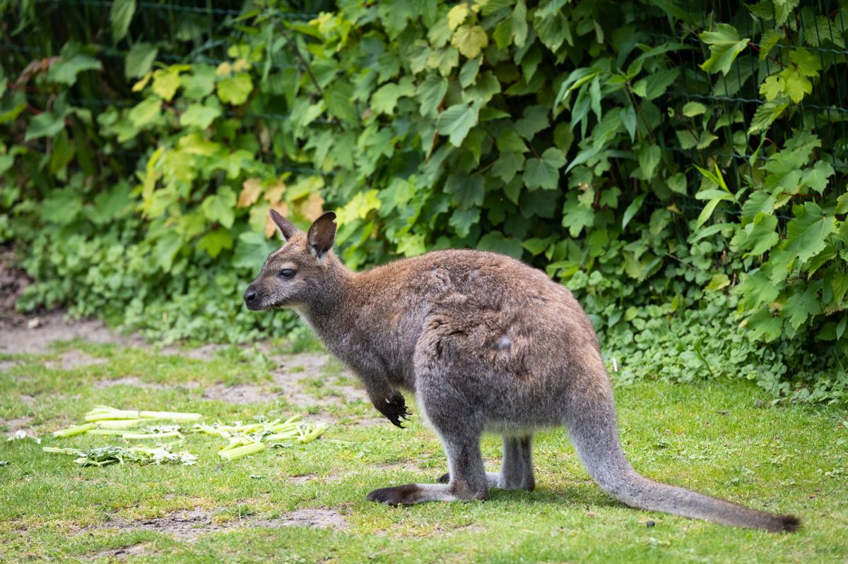 A red-necked wallaby on short grass, with a wall of green leaves behind it