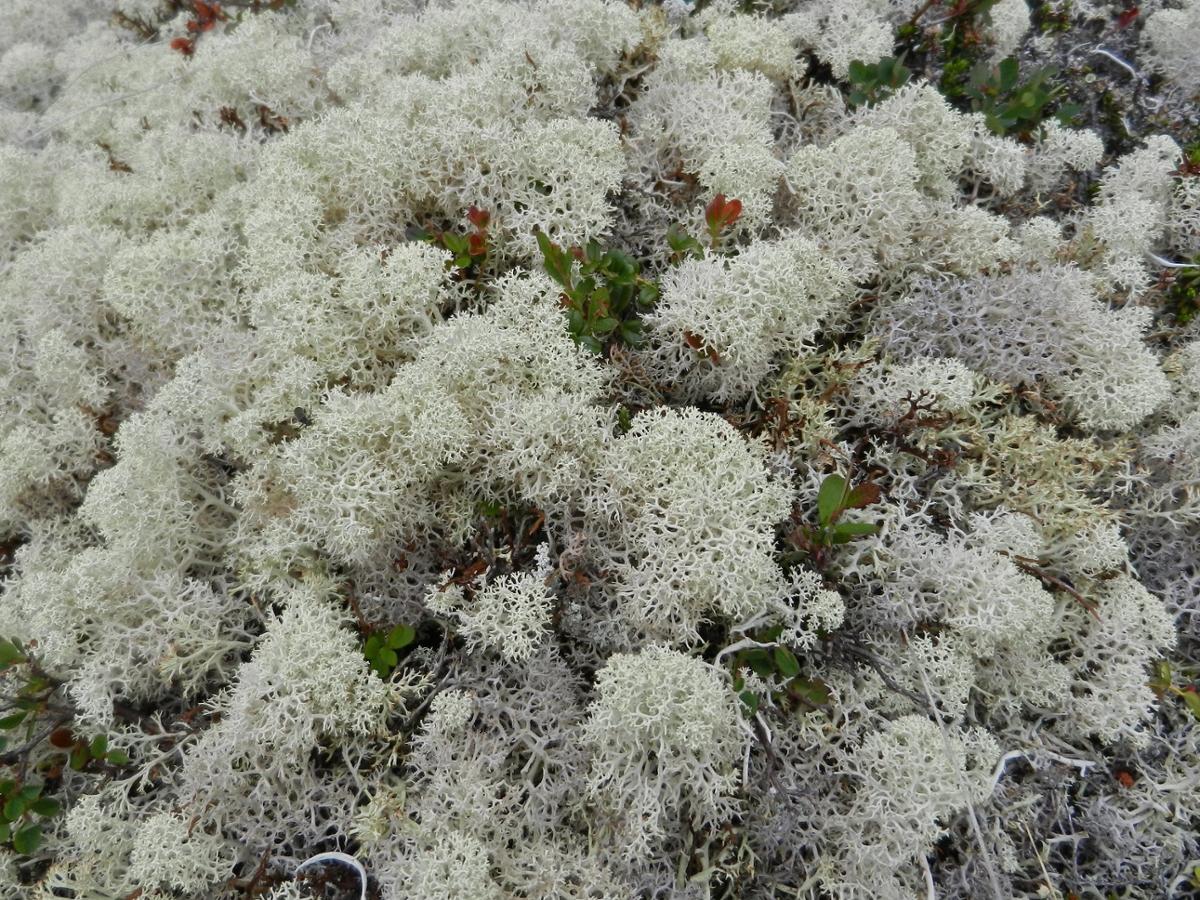 A large area covered in white reindeer lichen