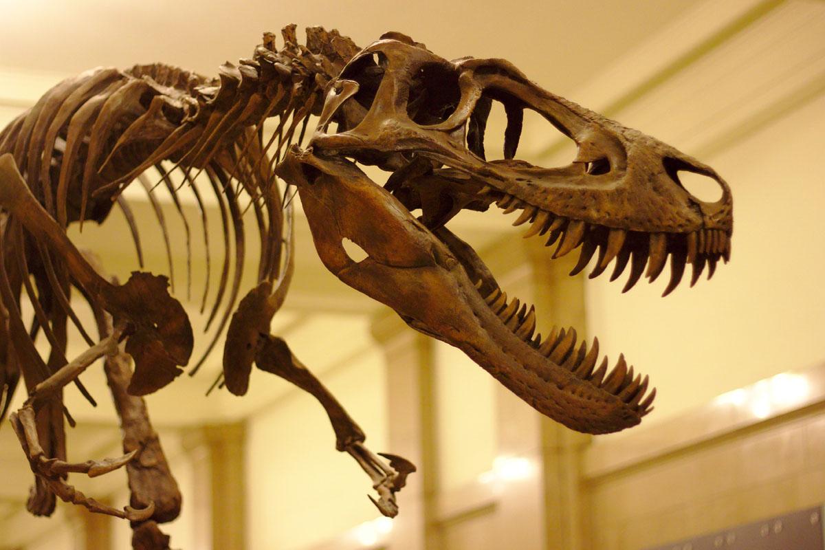Photo of a T. rex skeleton.