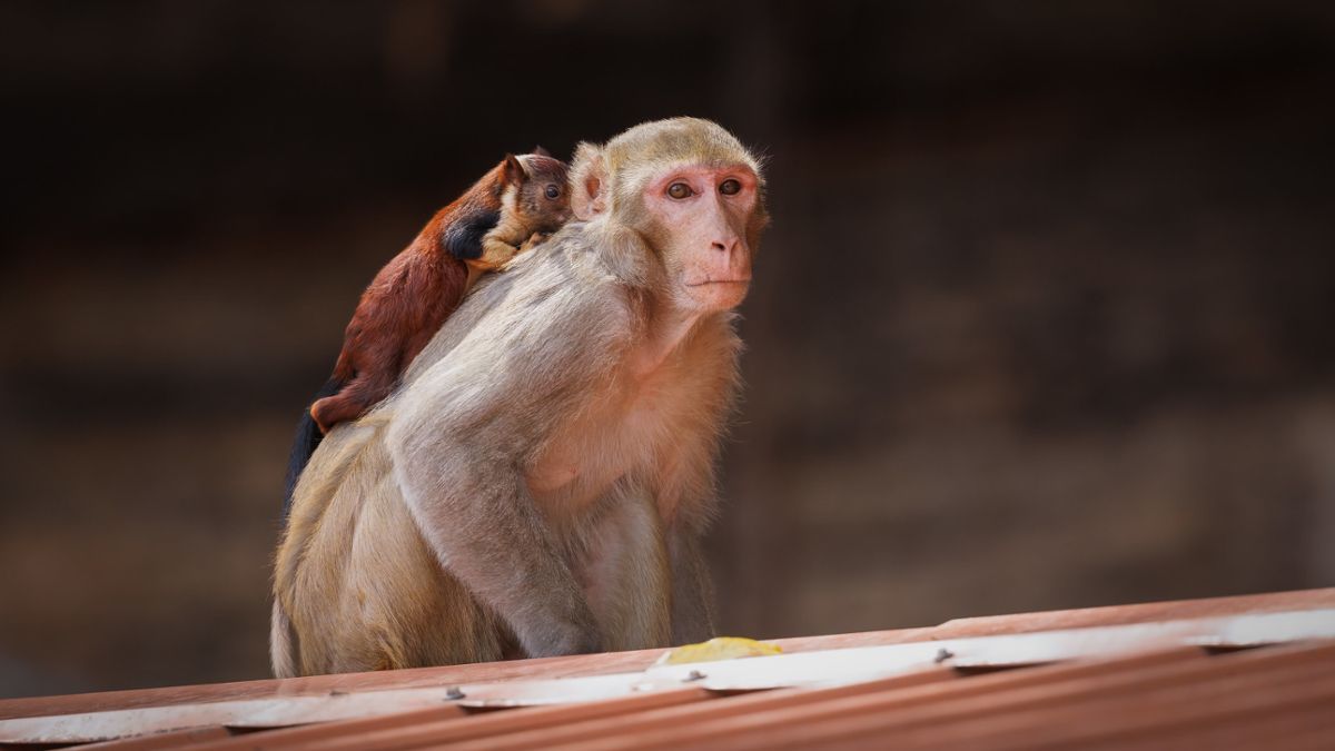 A rhesus macaque carries a large, dark brown squirrel on its back