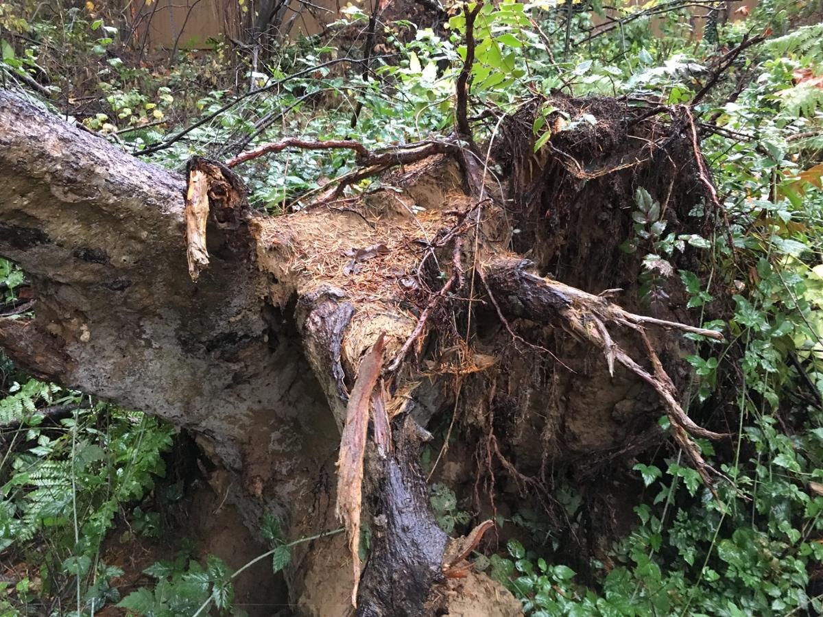 A fallen over tree with exposed roots, suffering from root rot