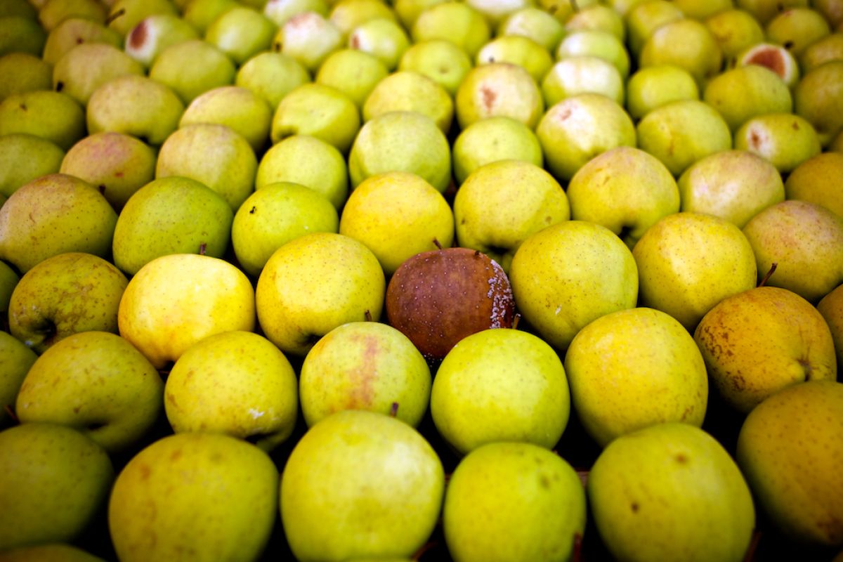 Rows of yellow apples with one rotten apple in the middle