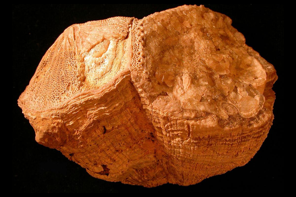 rudist fossil