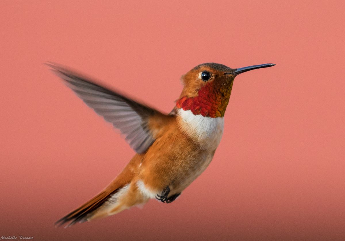A hummingbird with a red throat, white chest and tan head and wings flies against a pink sky