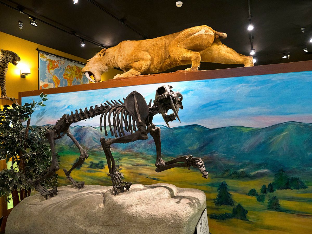 A skeleton of a saber-toothed tiger in a museum display with a different saber-toothed tiger with fur stalking above it
