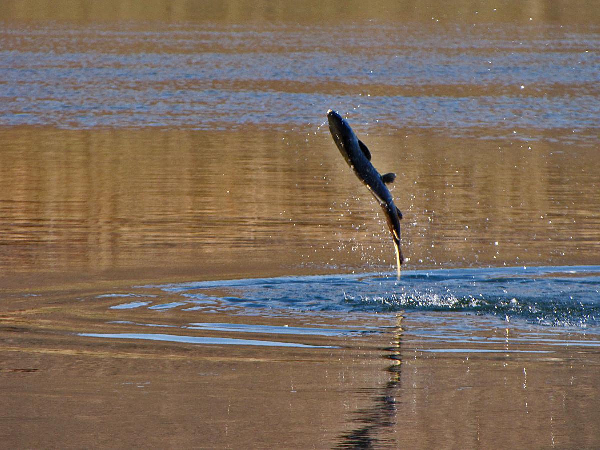 A salmon leaps out of the still water