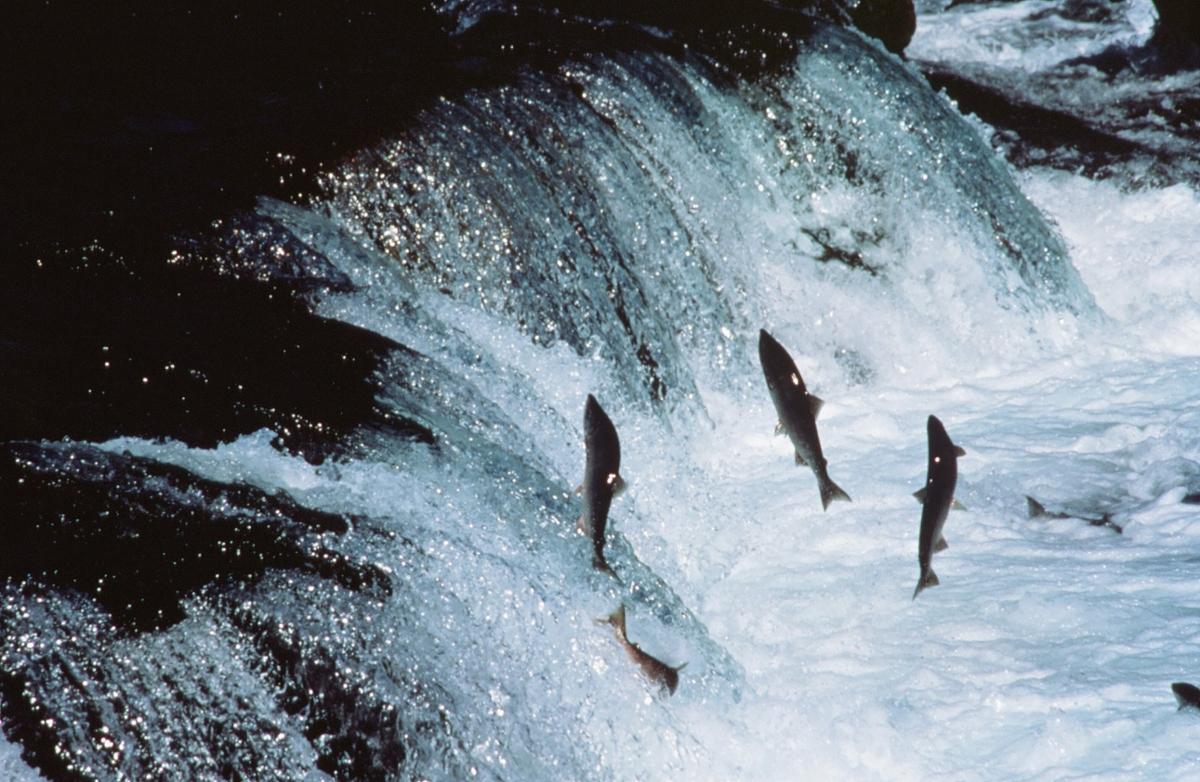 A group of salmon jumping out of the water trying to get over a small waterfall