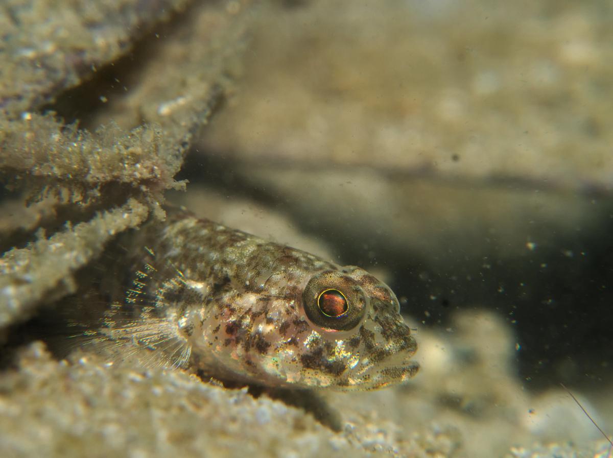 A small goby fish sits partially obscured by the sand