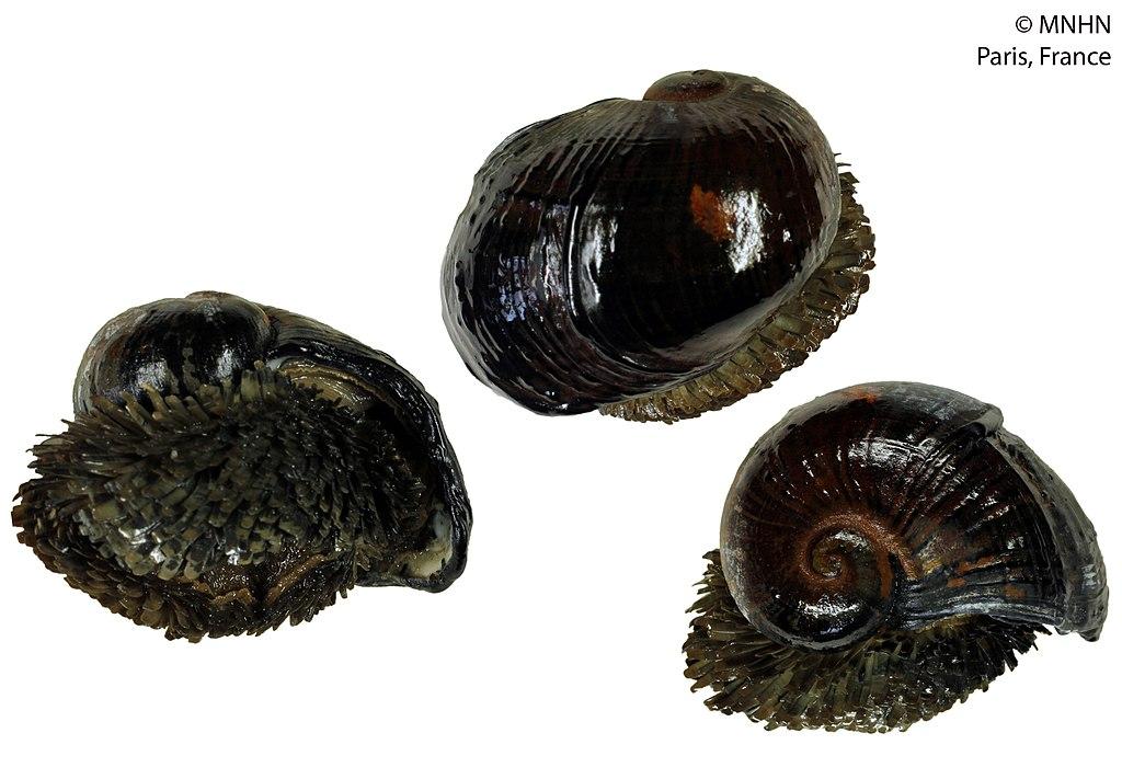 Three preserved examples of the scaly-foot snail on a white background