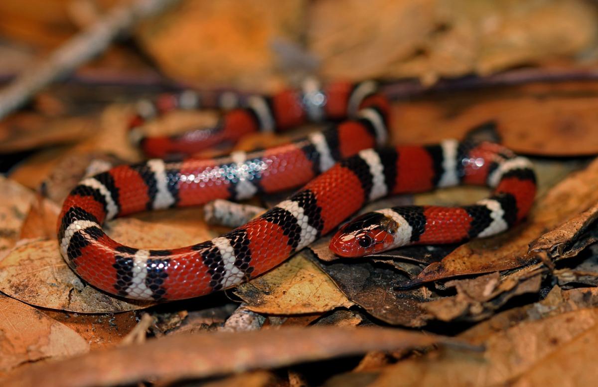 A scarlet king snake is loosely coiled on some brown leaves