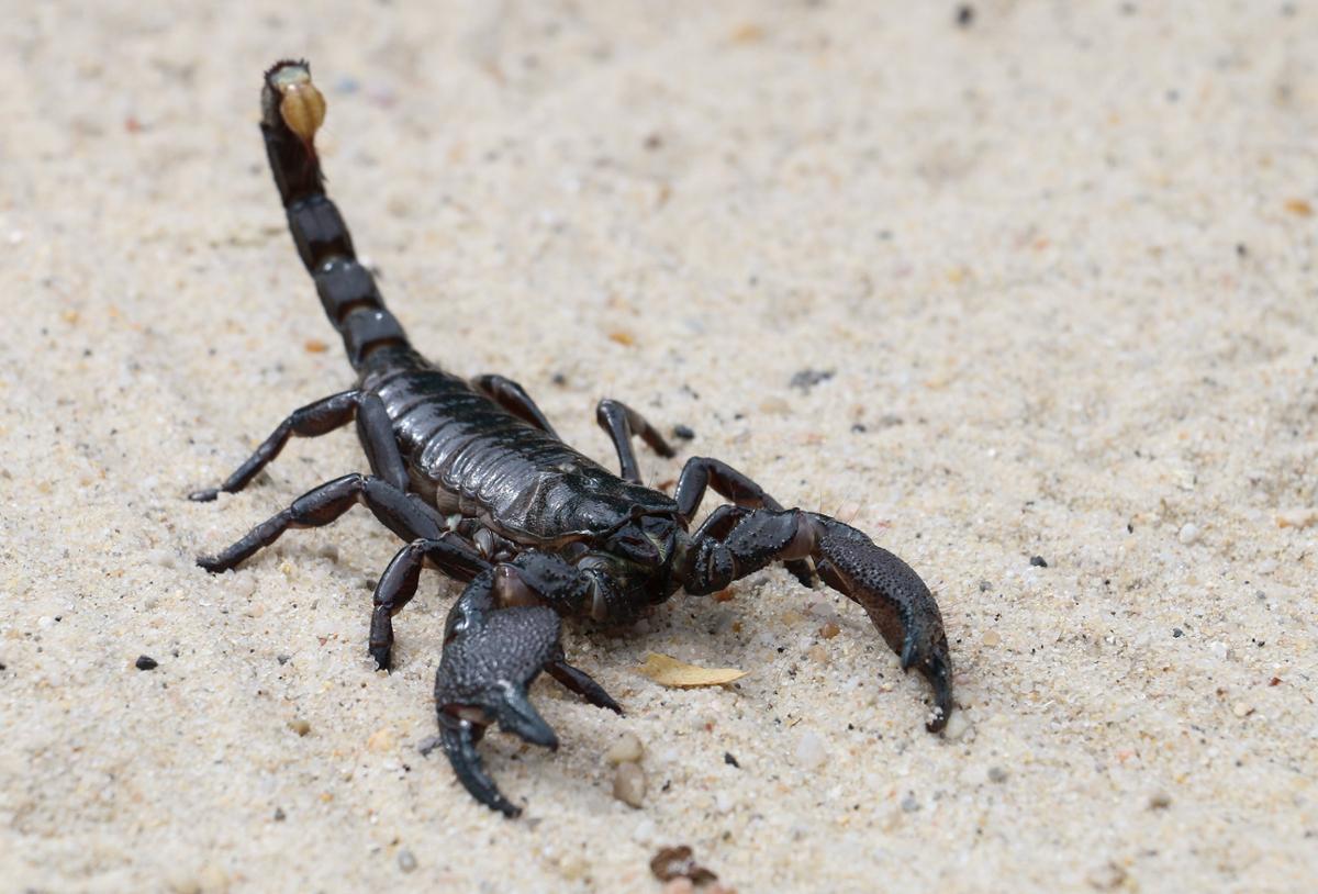 A dark scorpion with its tail raised sitting on light sand
