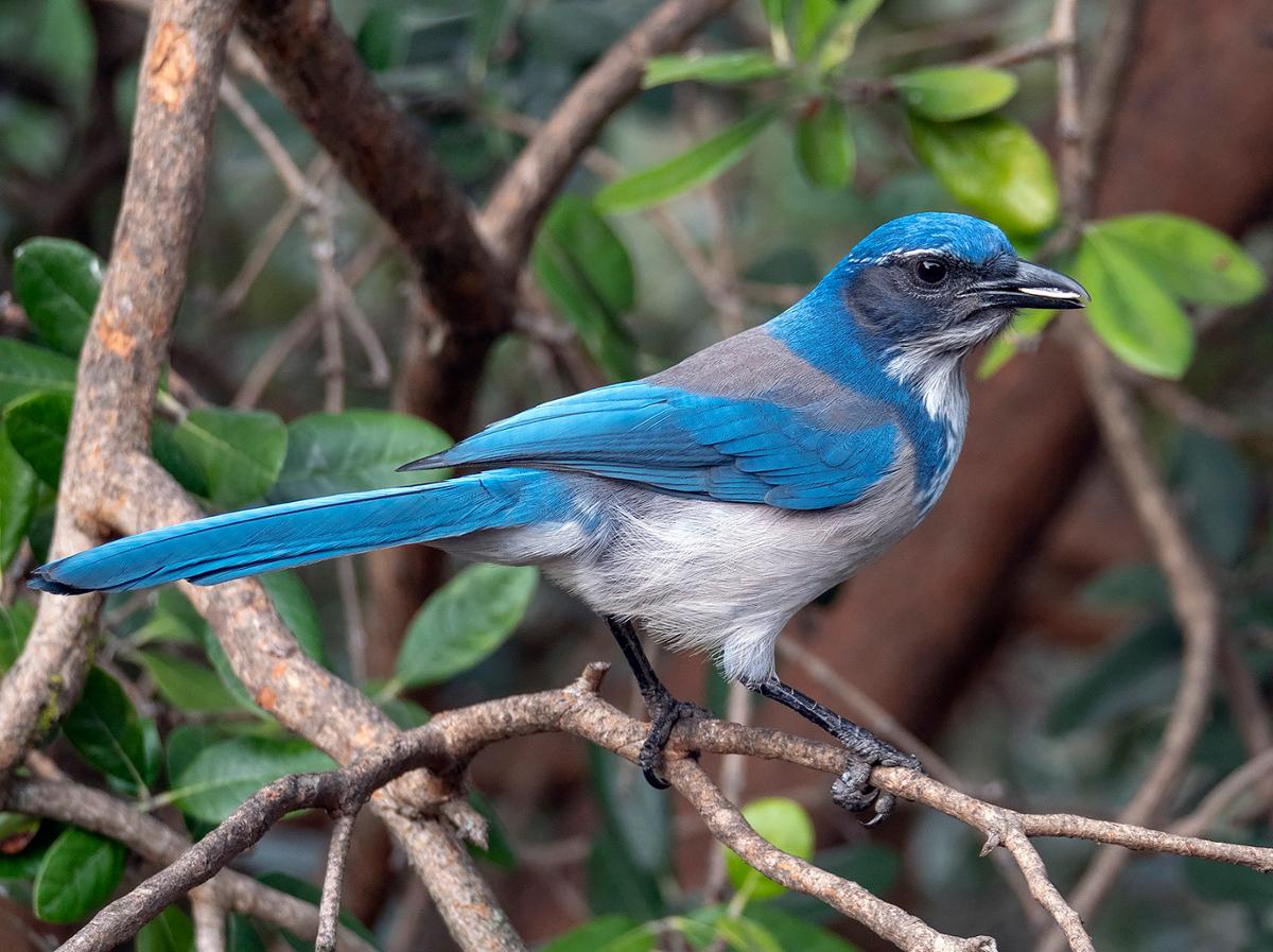 A blue and grey California scrub jay sits on a branch in side profile to the camera