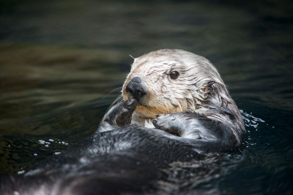 A light southern sea otter swims in the water with a head of wet fur sticking above the surface