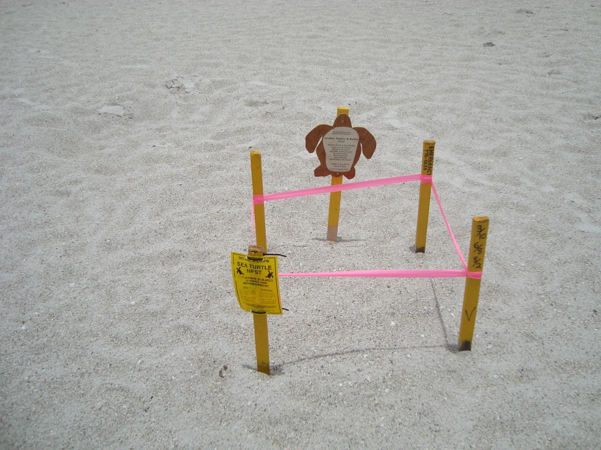 A sea turtle nest is marked in the sand on a beach, with tape and signs posted