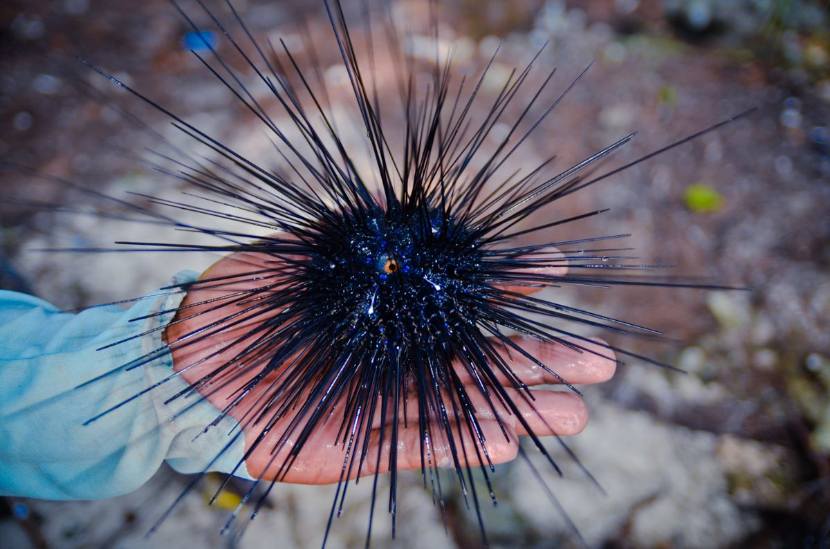 A dark sea urchin with long spikes held in the palm on someone's hand