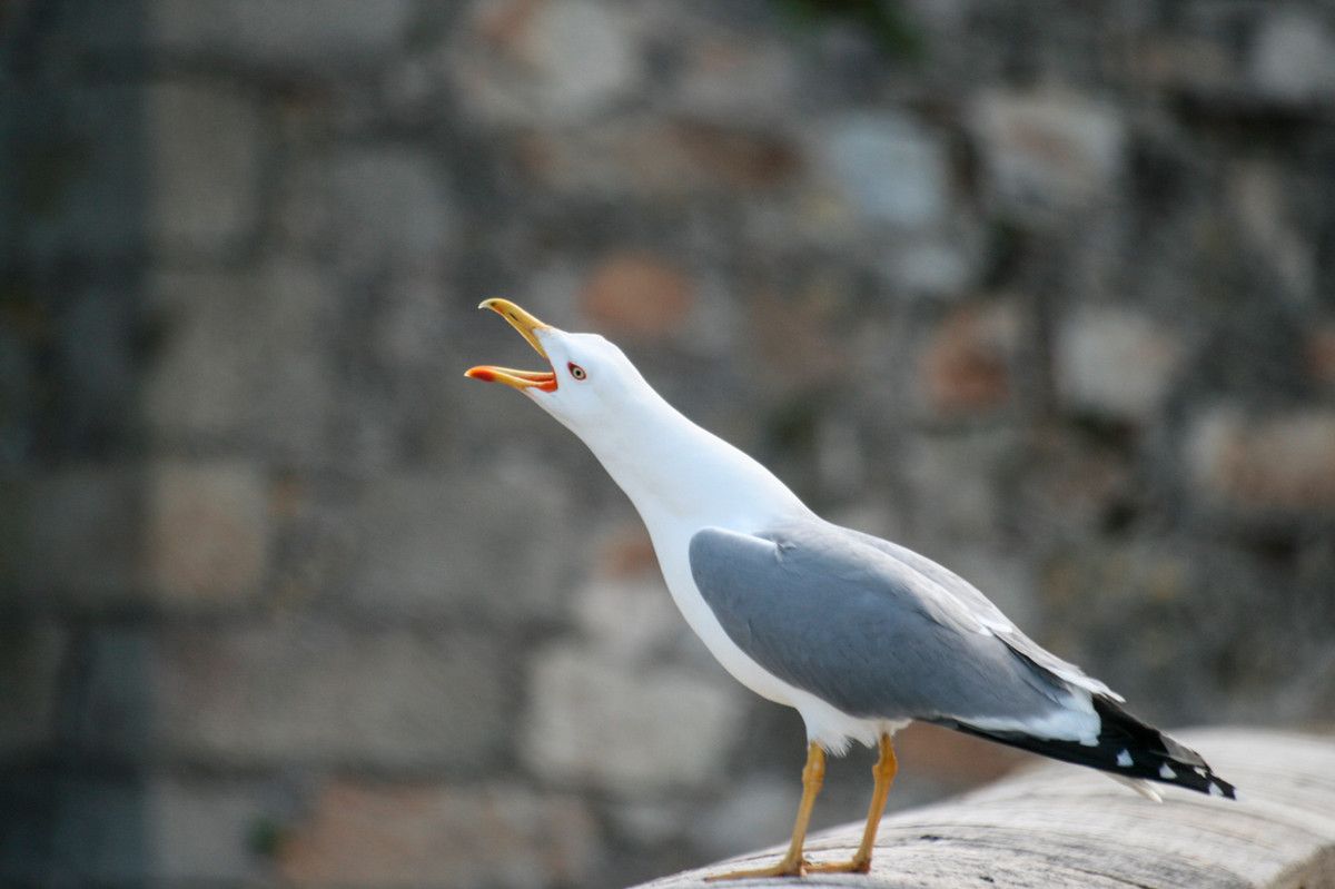 A seagull with its neck extended and mouth open, yelling