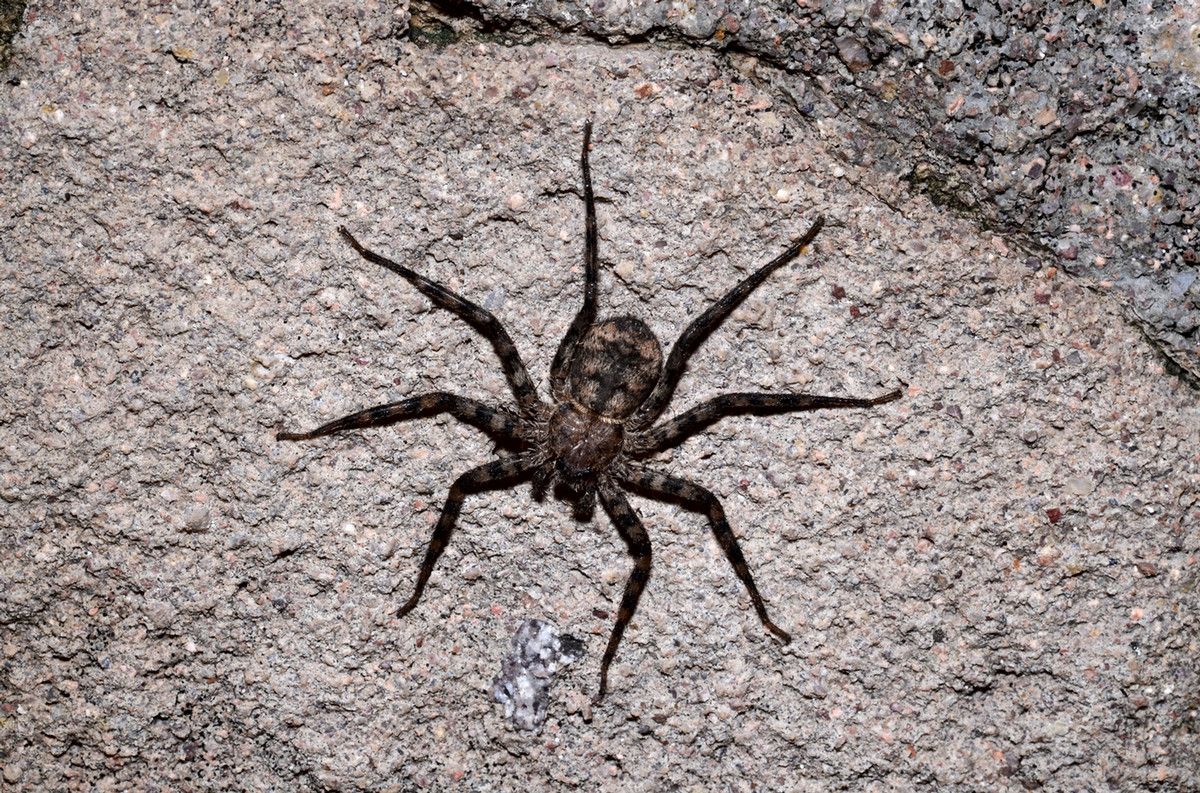 A flat, brown spider against a rock in the sun
