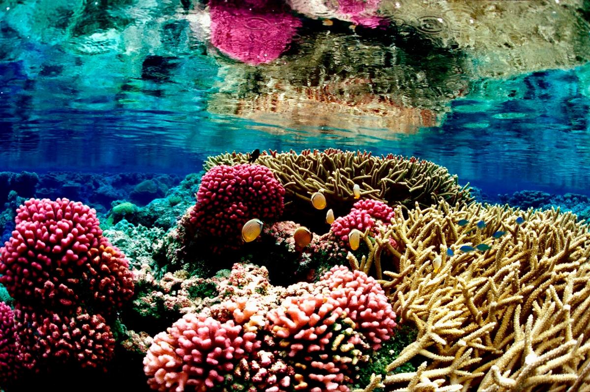 A bright coral reef environment near the clear water's surface
