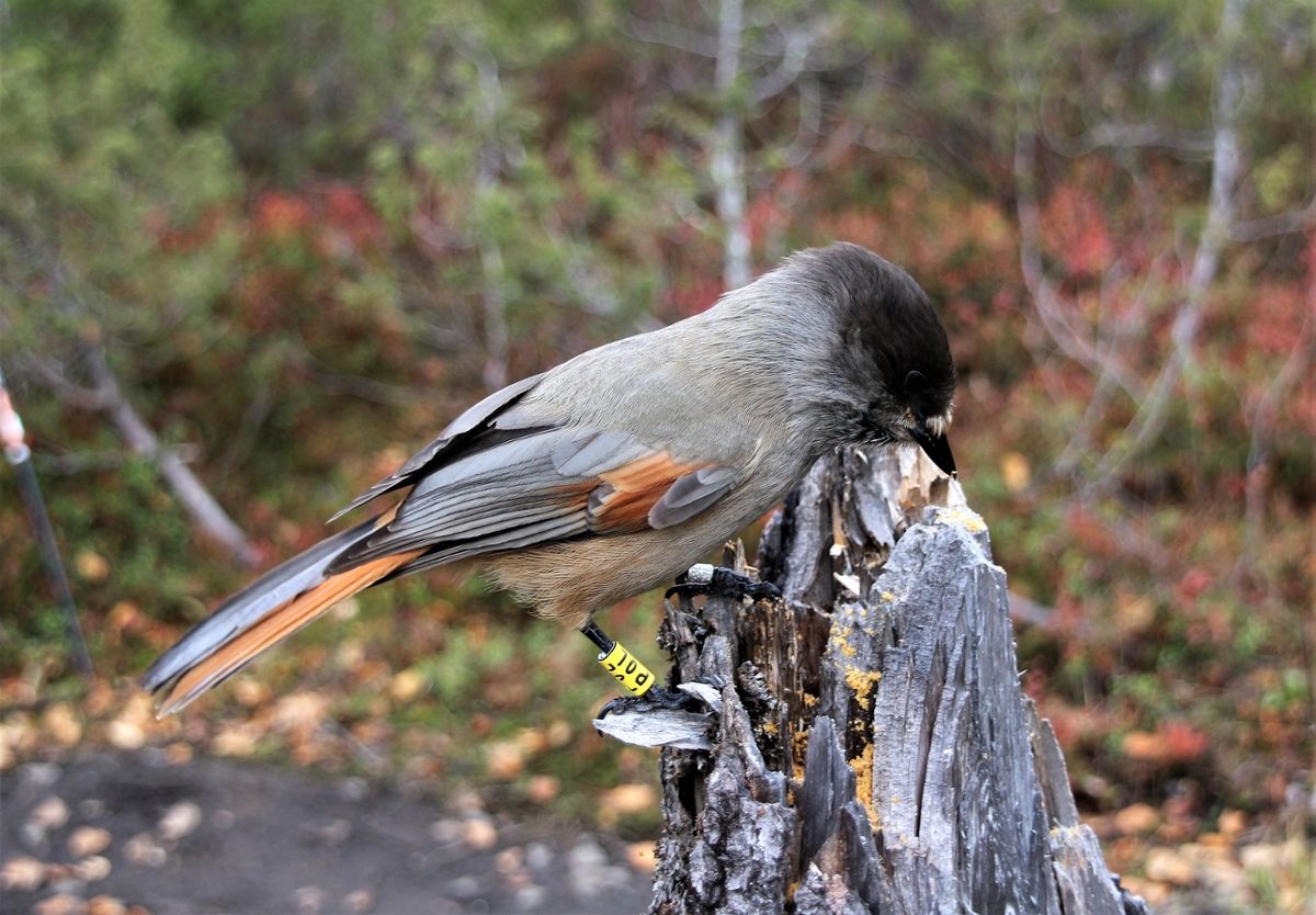 A Siberian jay with a dark head, tan body, and orange spots on its wings looks down at the chunk of wood it stands on 