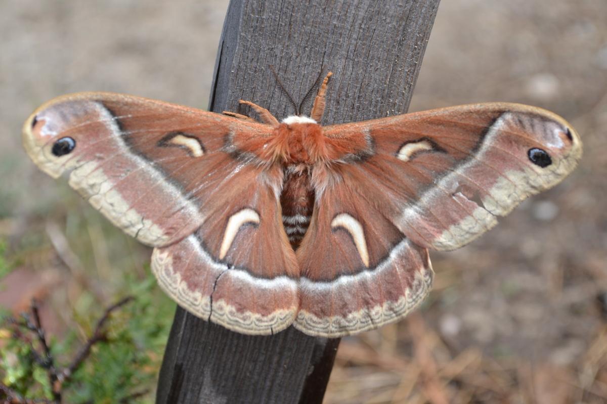 A large silk moth sits on a wood surface with wings spread out