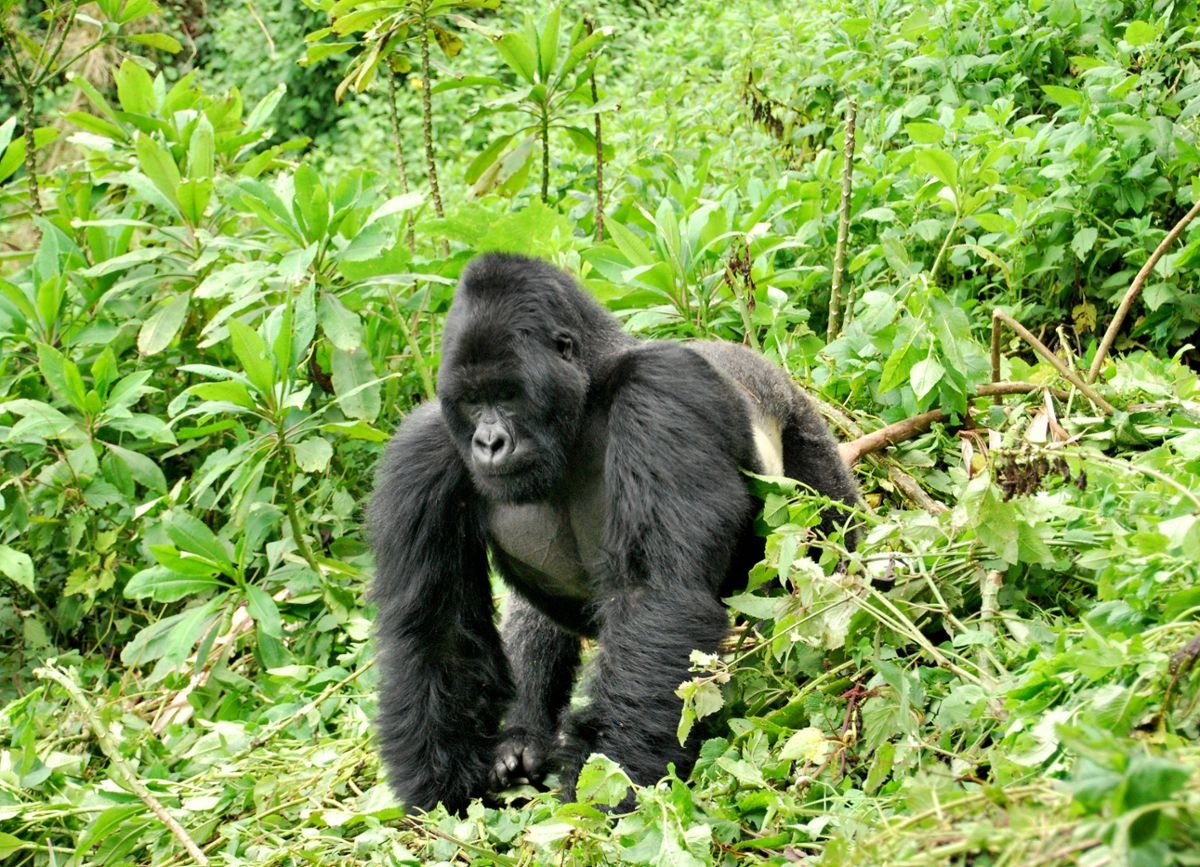 A large Silverback Gorilla walks through dense vegetation