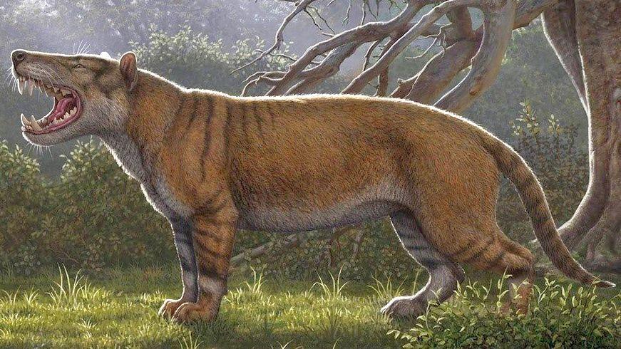 An artist's illustration of Simbakubwa kutokaafrika, a large predator with stripes like a tiger but shorter legs