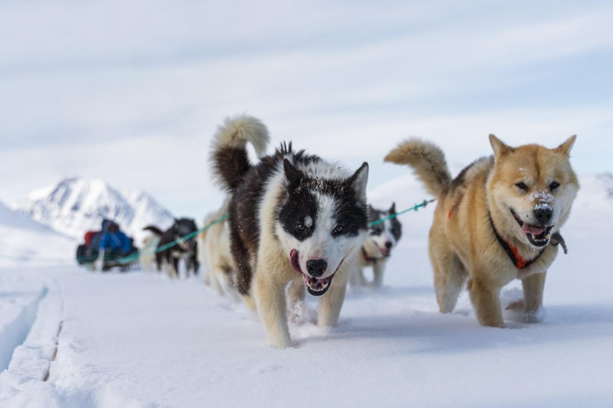 A team of sled dogs gets close to the camera as they pull their load through the snowy landscape