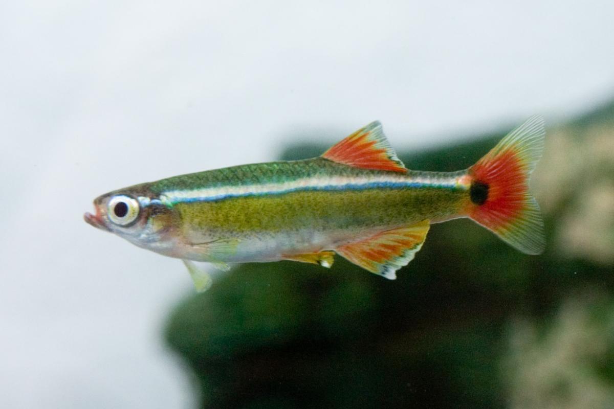 A small green fish with red fins